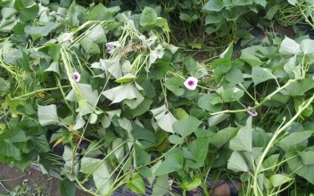 고구마 꽃이 피었습니다 이미지